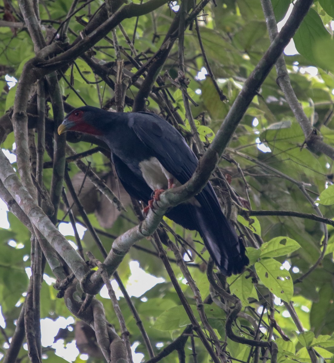 Red-throated Caracara - ML135938651