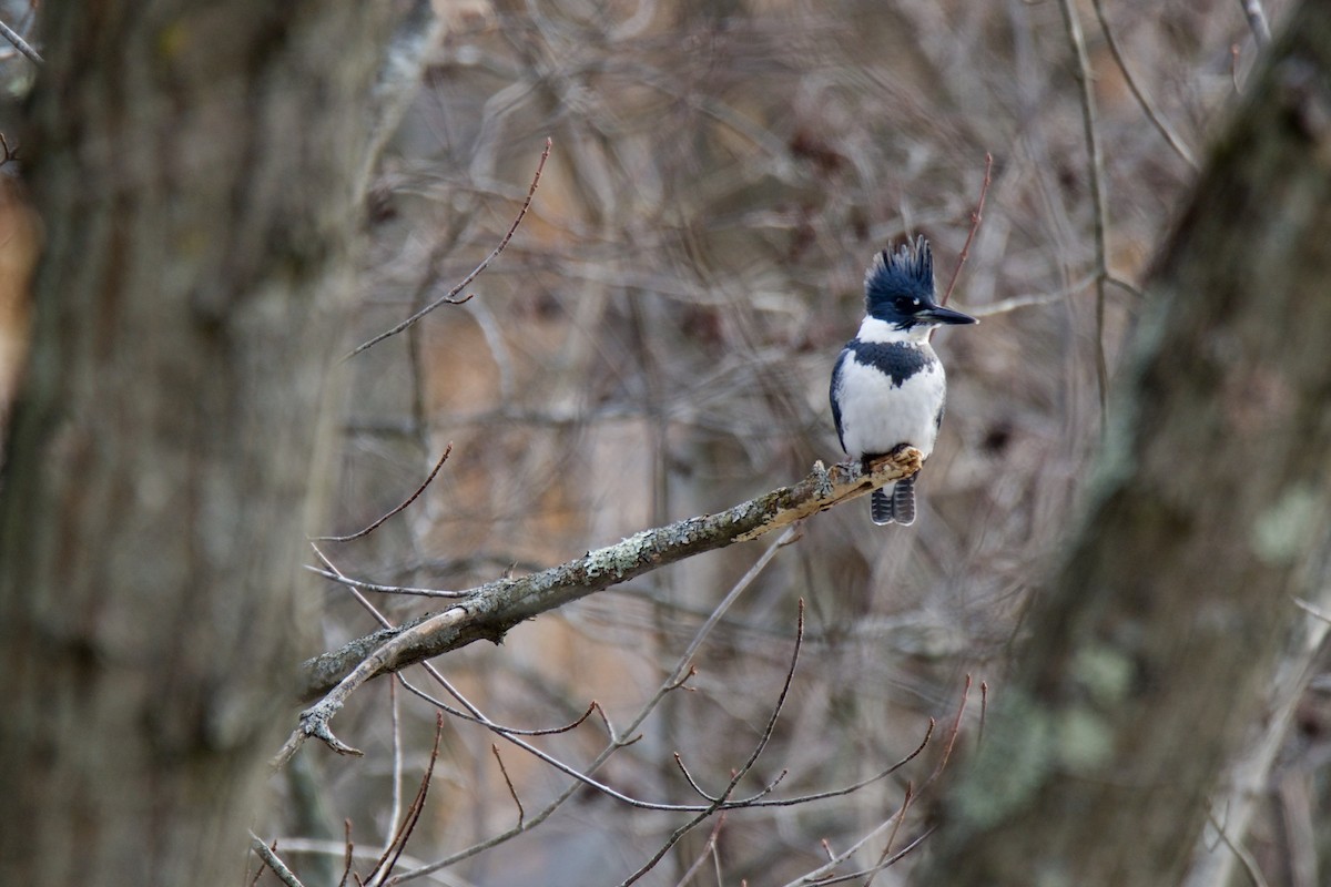 Belted Kingfisher - ML135941291