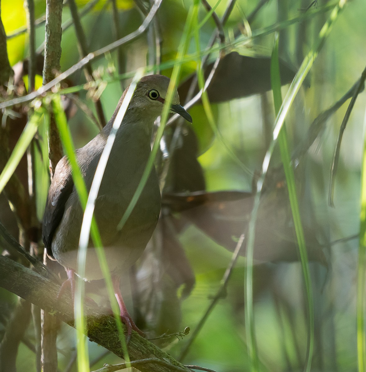 Gray-chested Dove - ML135942911