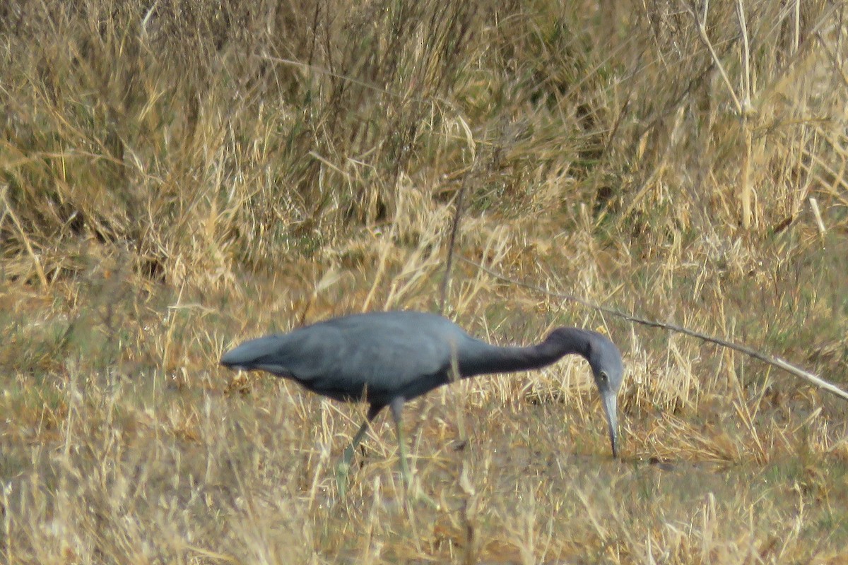 Little Blue Heron - ML135943001