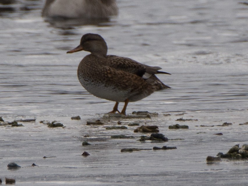 Canard chipeau - ML135944921