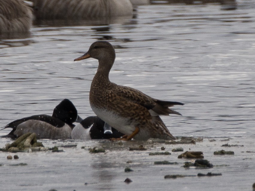 Gadwall - Sebastian Jones