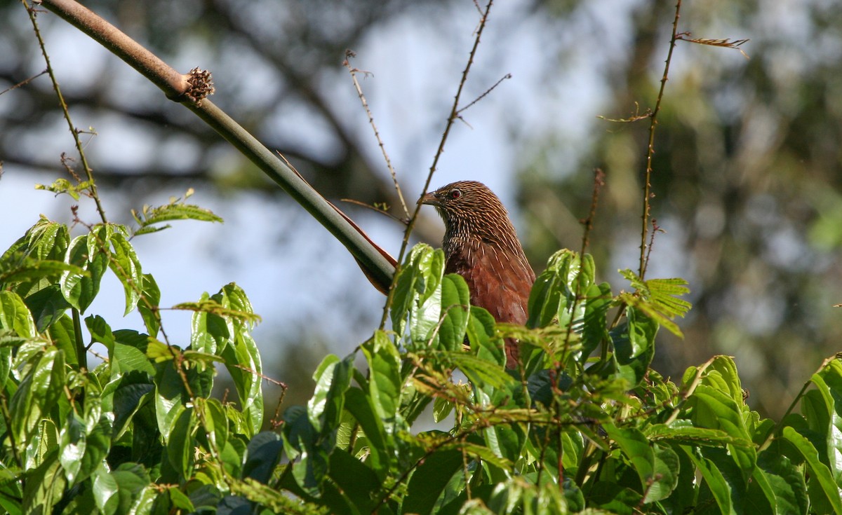Malagasy Coucal - Pam Rasmussen
