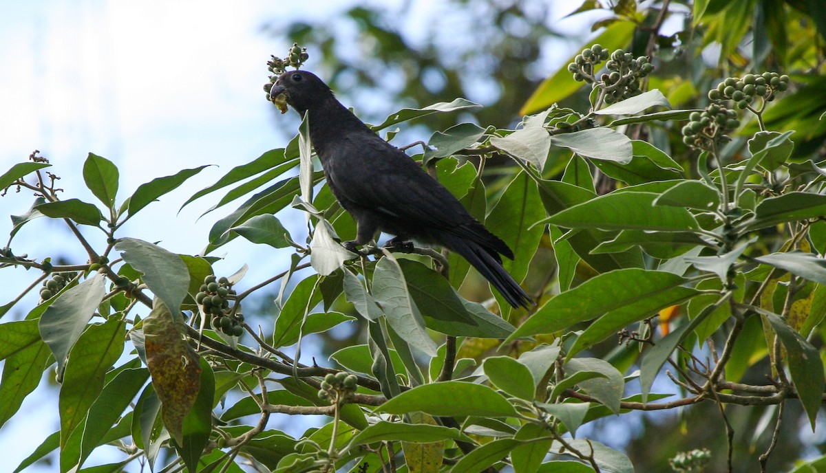 Lesser Vasa Parrot - ML135948771