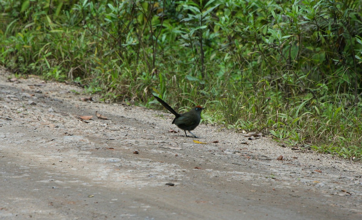 Red-fronted Coua - Pam Rasmussen