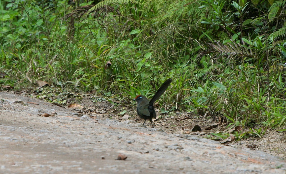 Red-fronted Coua - ML135948881