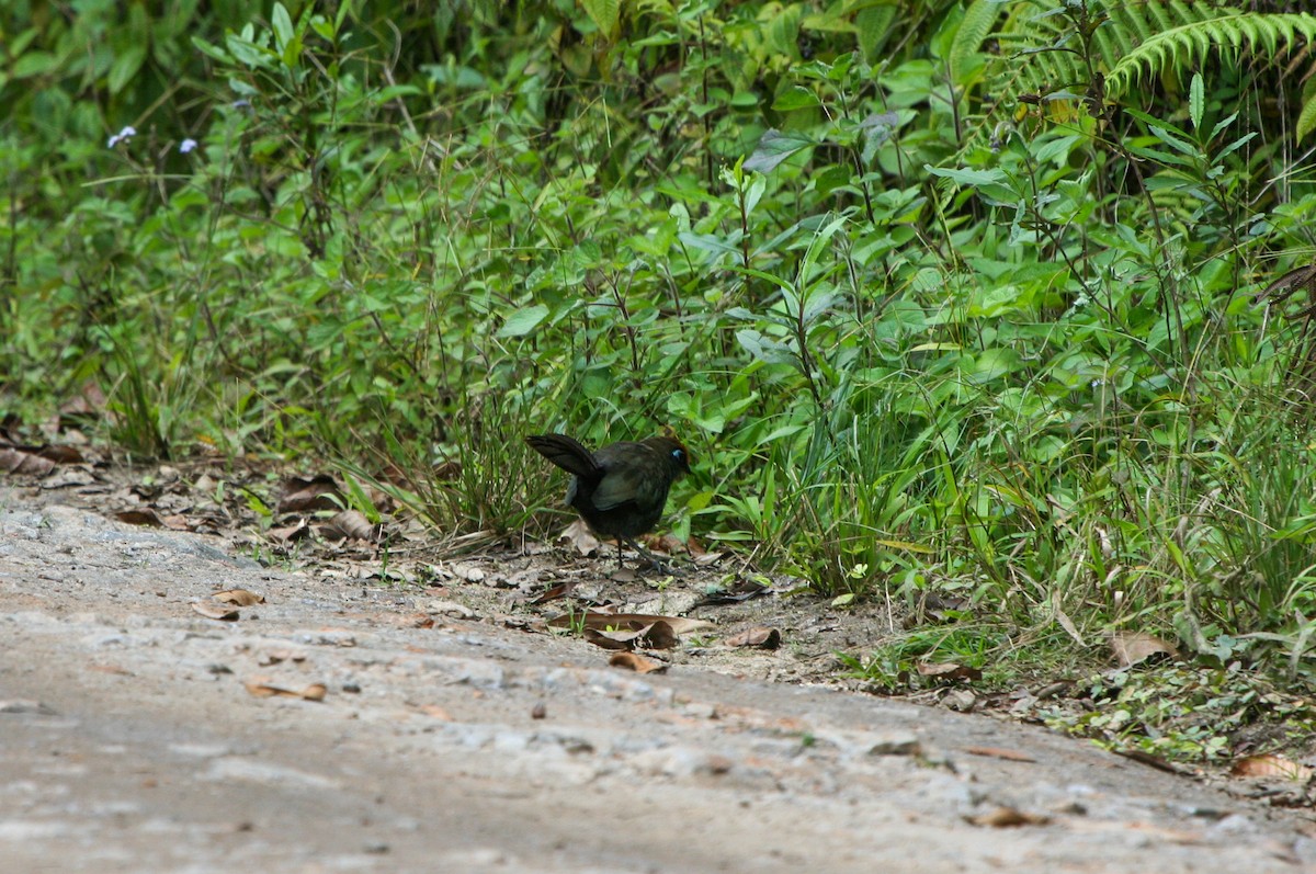 Red-fronted Coua - ML135948911