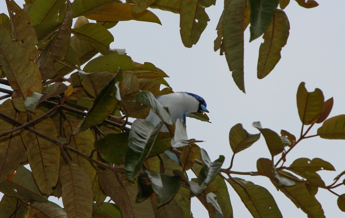 Madagascar Blue Vanga - ML135948941