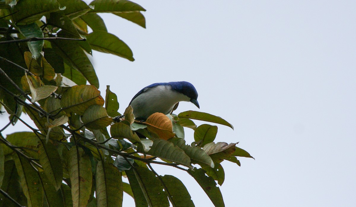 Madagascar Blue Vanga - ML135948991