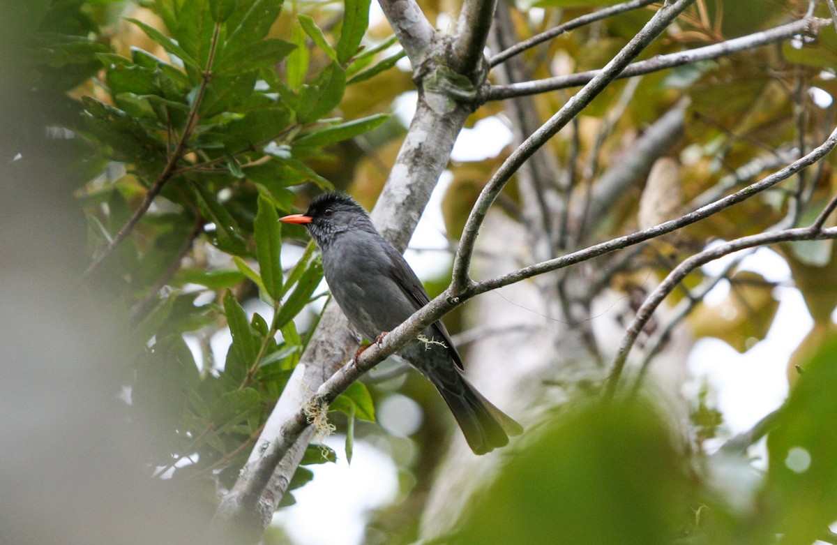 Malagasy Bulbul - ML135949041