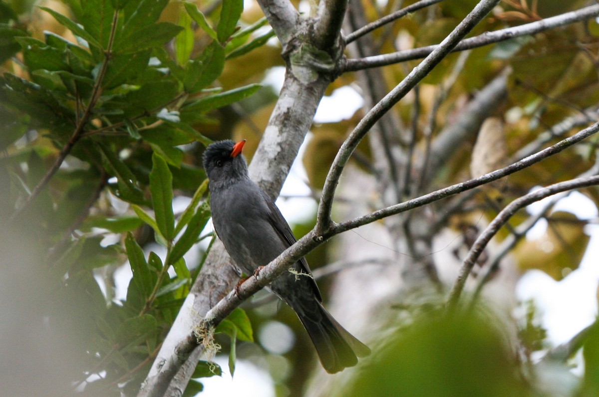 Malagasy Bulbul - ML135949061