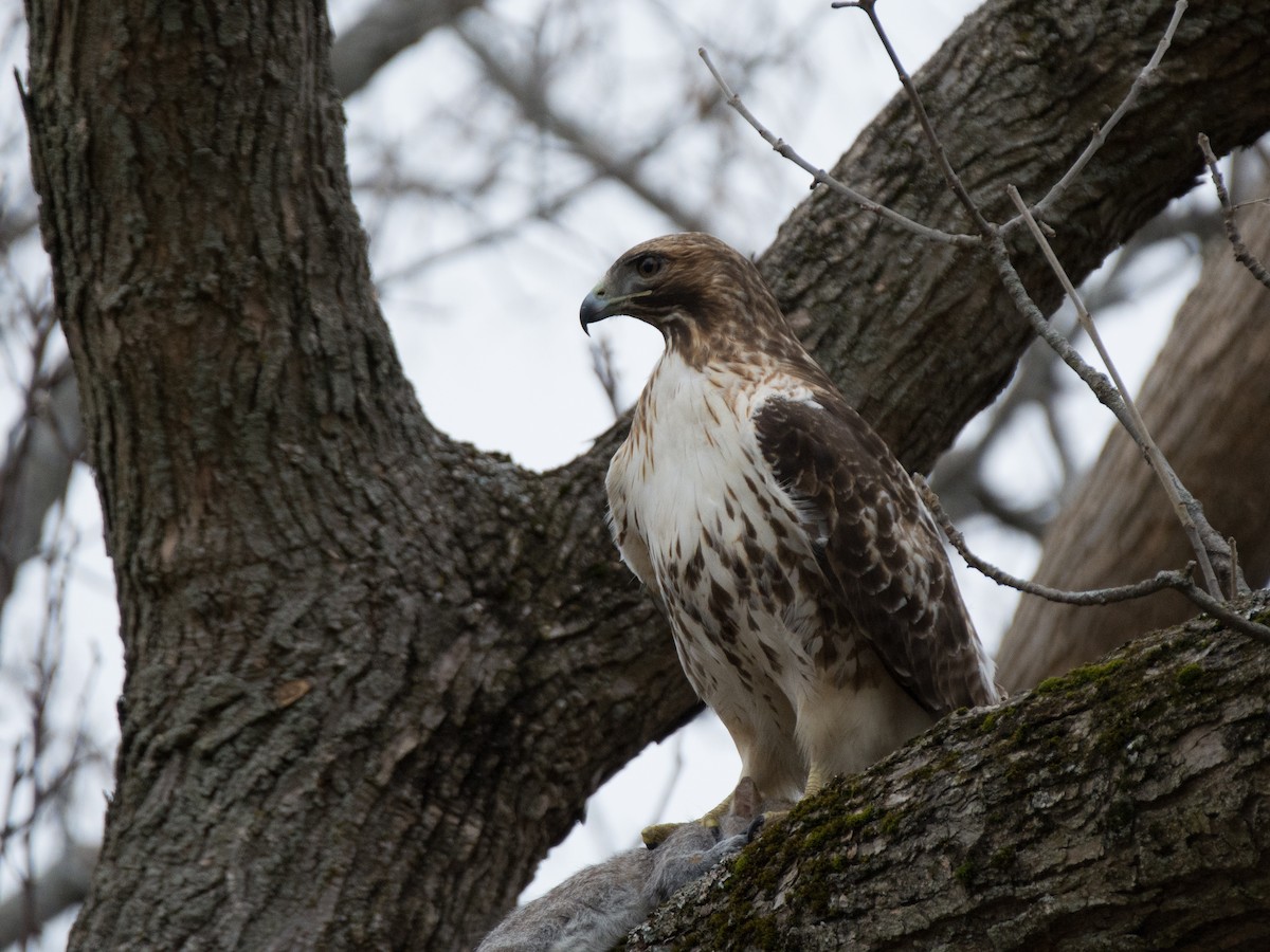 Rotschwanzbussard - ML135949231