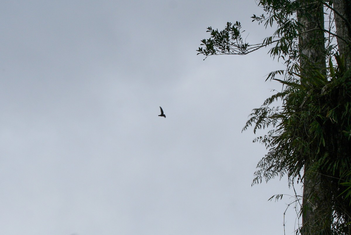 Madagascar Spinetail - ML135949271