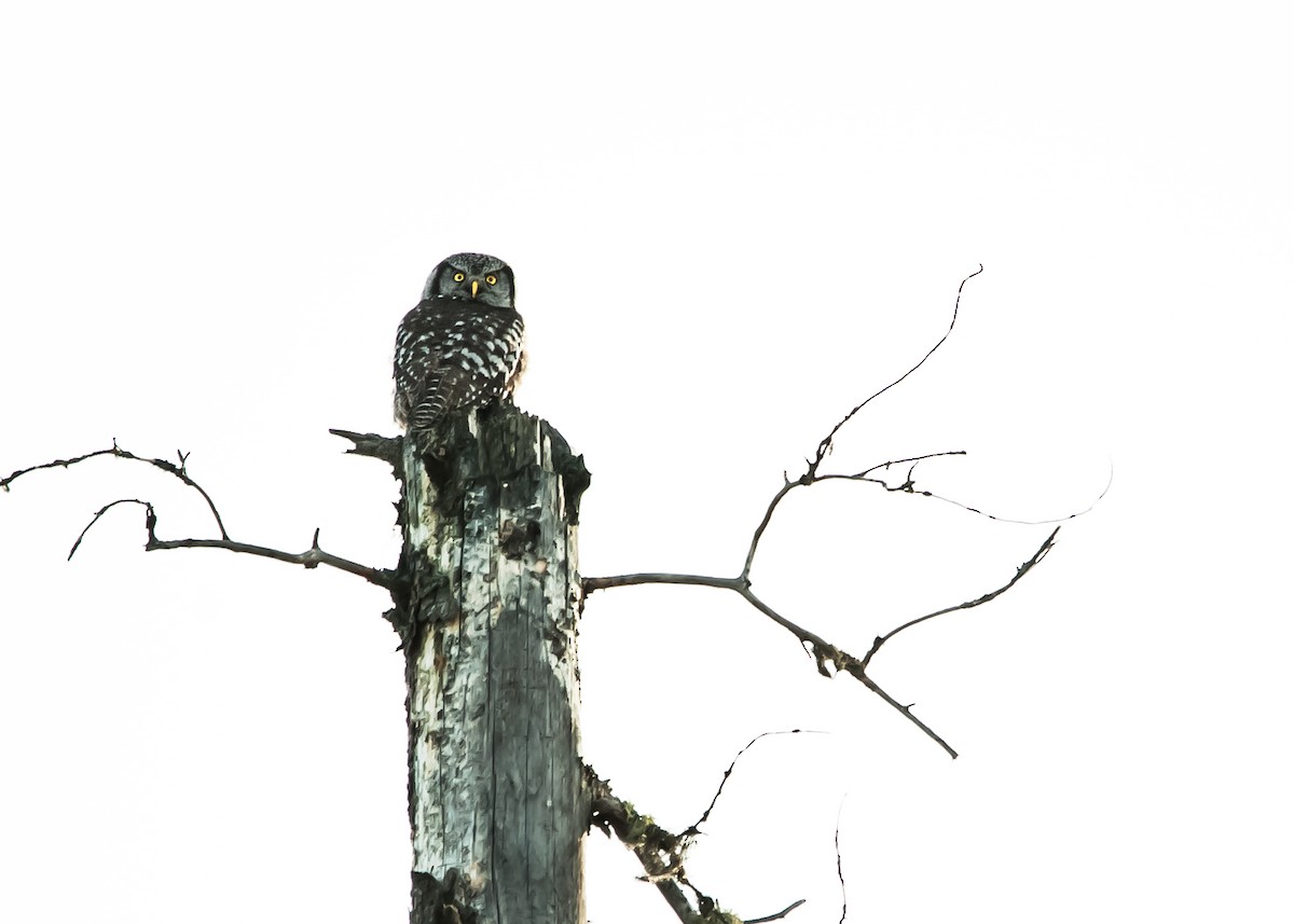 Northern Hawk Owl - ML135949811