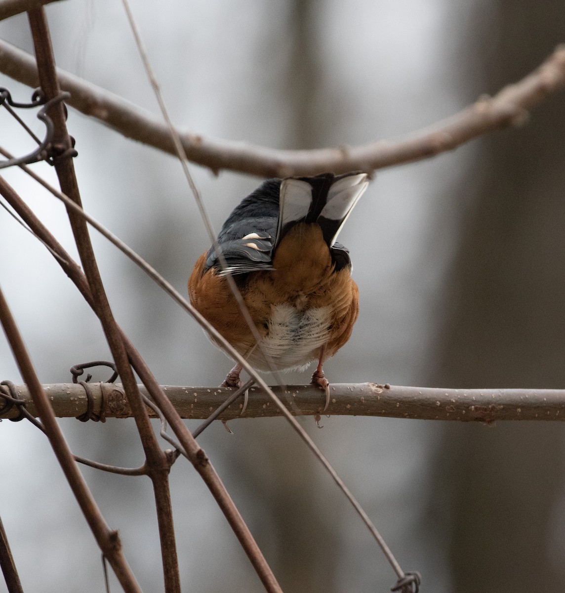 Eastern Towhee - ML135950091