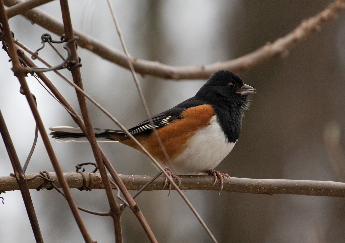 Eastern Towhee - ML135950101