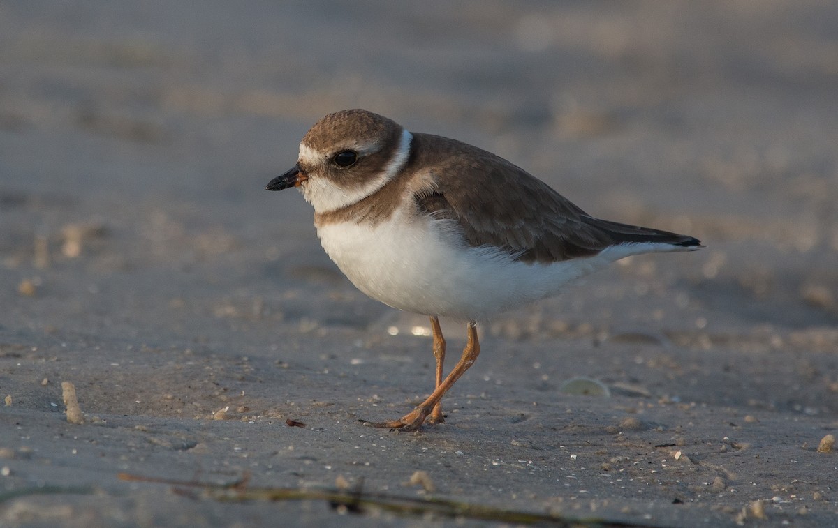 Semipalmated Plover - Joel Strong