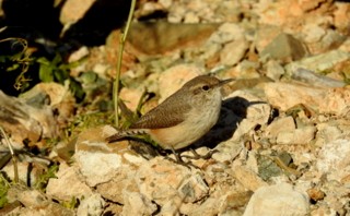 Rock Wren - ML135951951