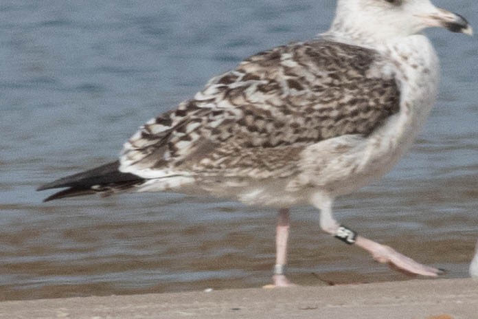 Great Black-backed Gull - Joshua Malbin