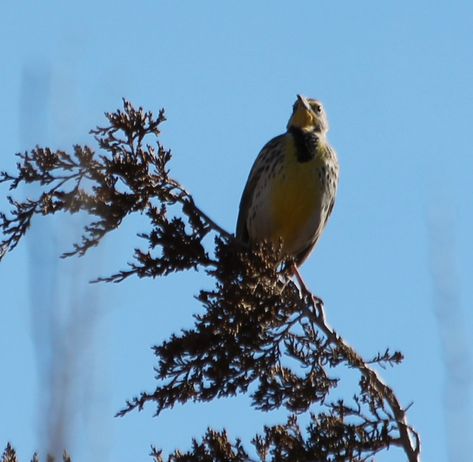 Western Meadowlark - ML135952851