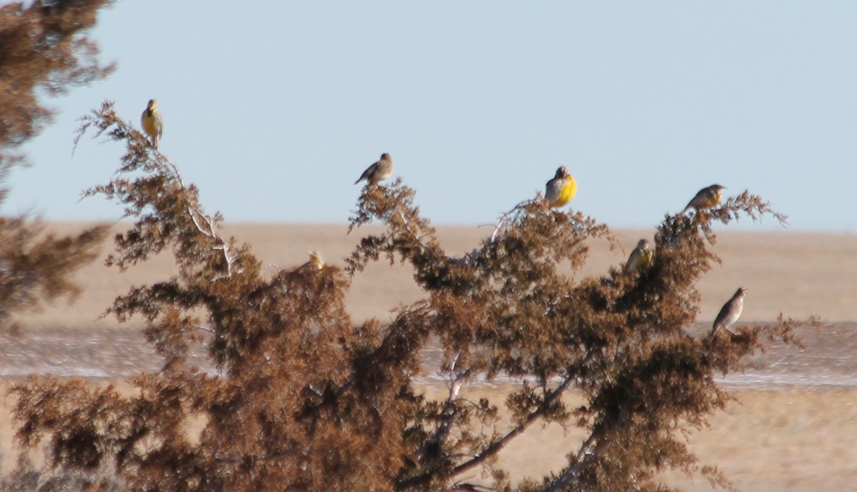 Western Meadowlark - Lorraine Lanning