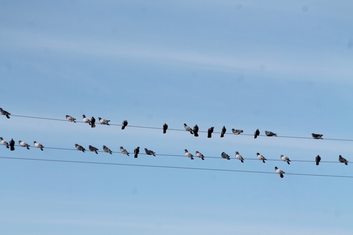 Pigeon biset (forme domestique) - ML135953161