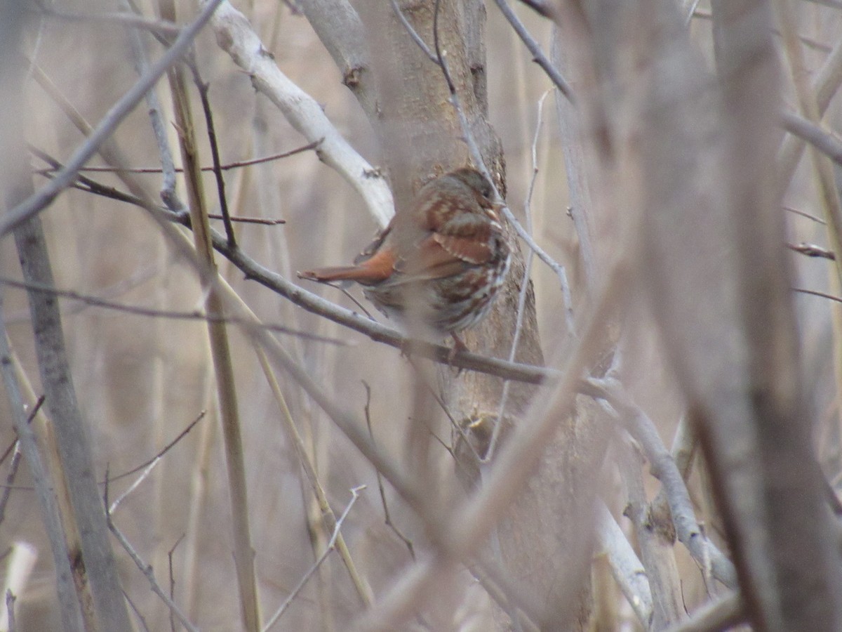 Fox Sparrow - ML135953791