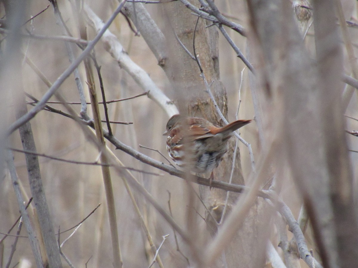 Fox Sparrow - ML135953801