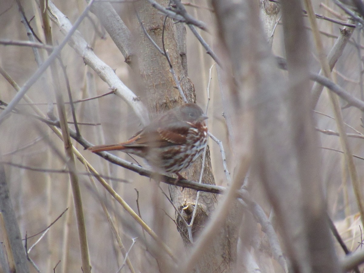 Fox Sparrow - ML135953811