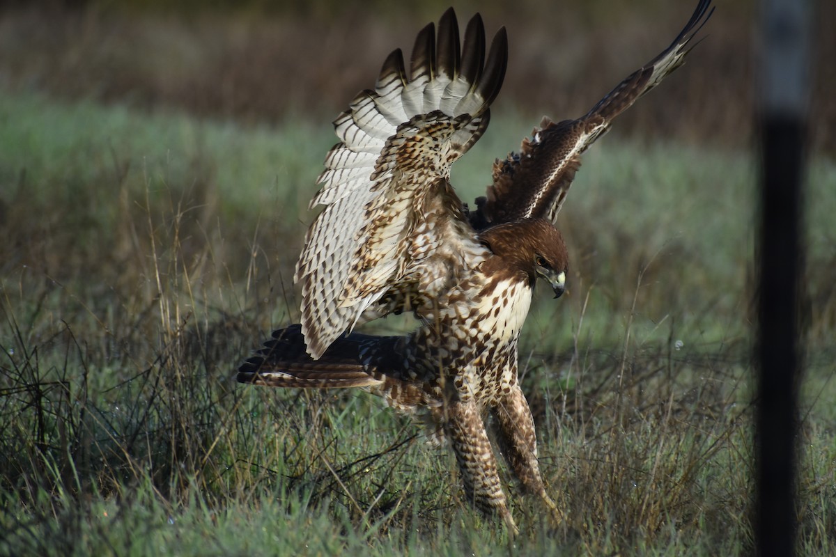 Red-tailed Hawk - ML135954301