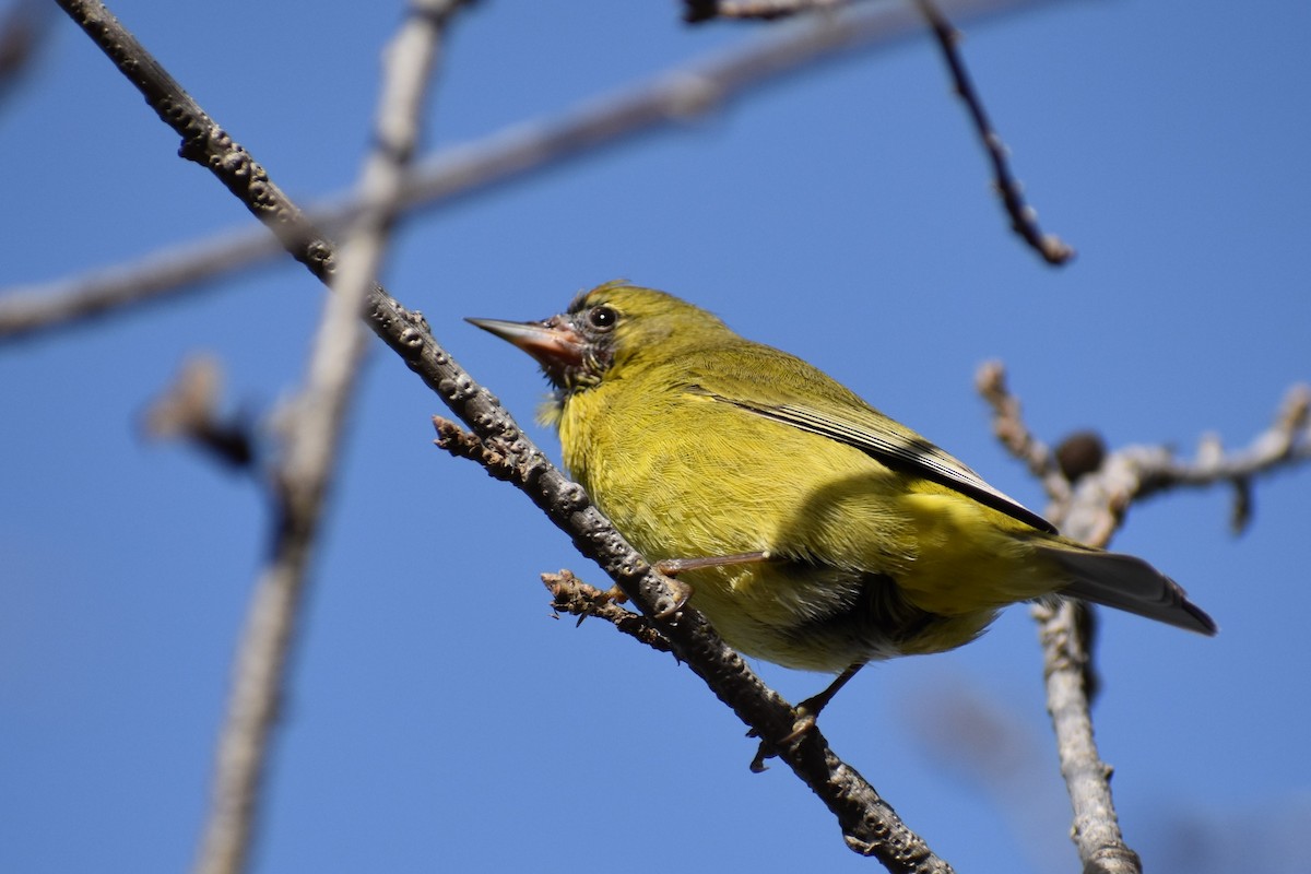 Orange-crowned Warbler - ML135954331