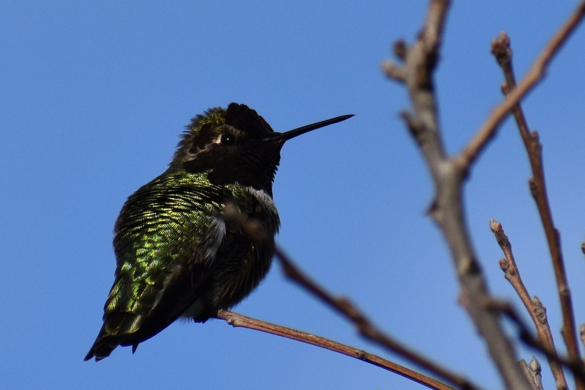 Anna's Hummingbird - ML135954571