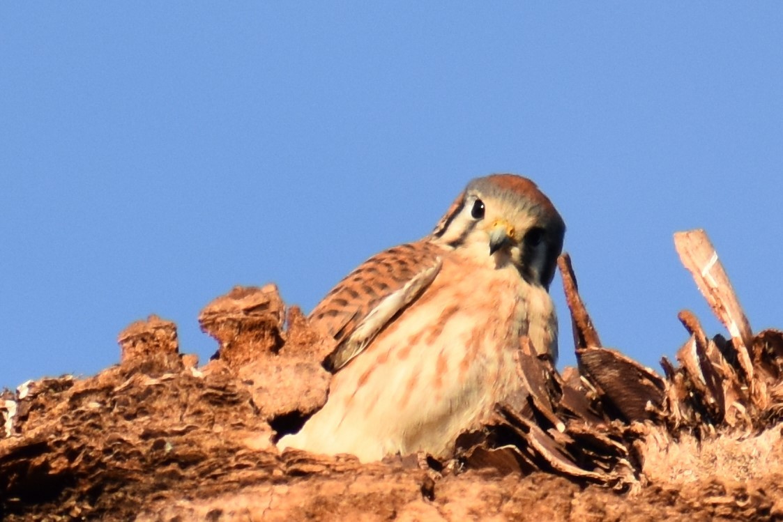 American Kestrel - ML135954681