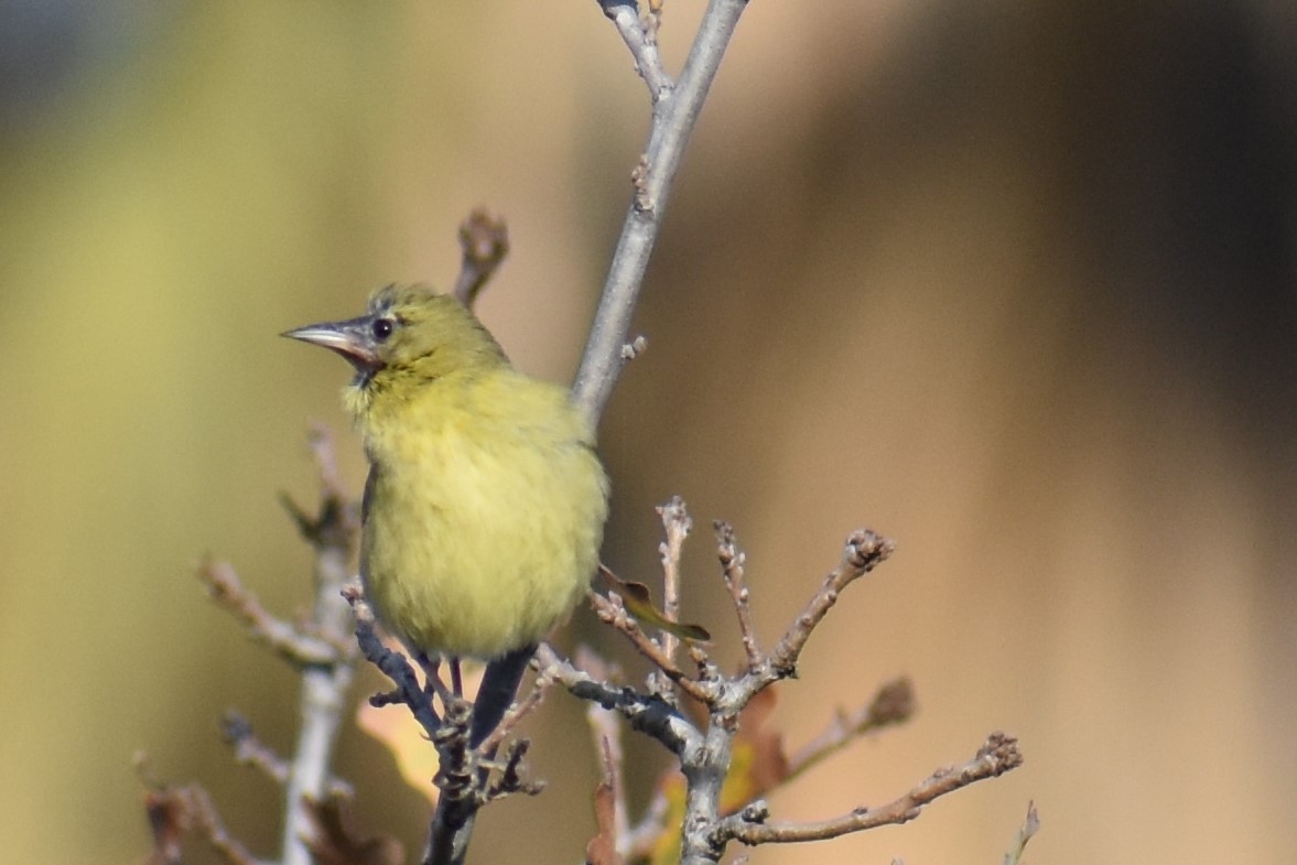 Orange-crowned Warbler - ML135954761