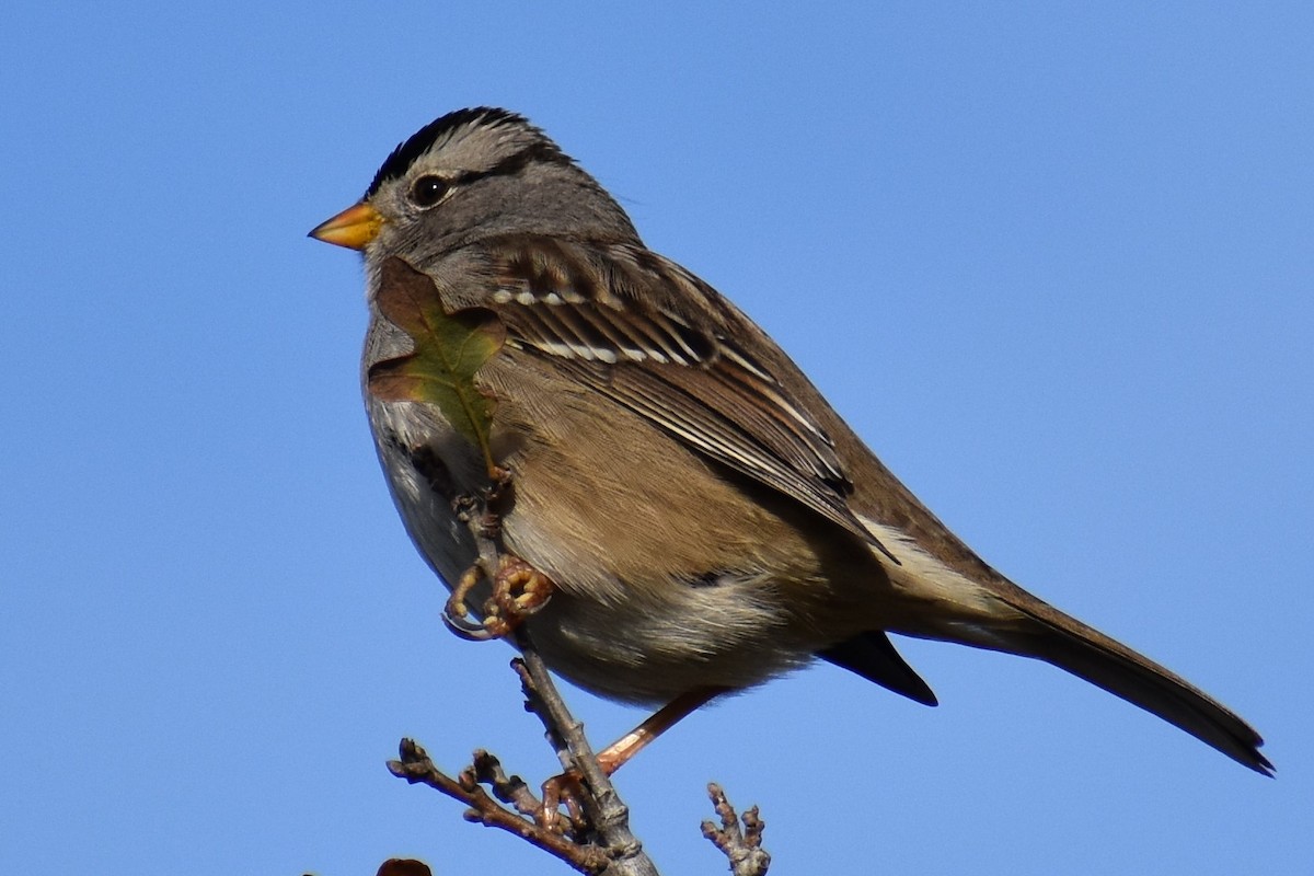 White-crowned Sparrow - ML135954931