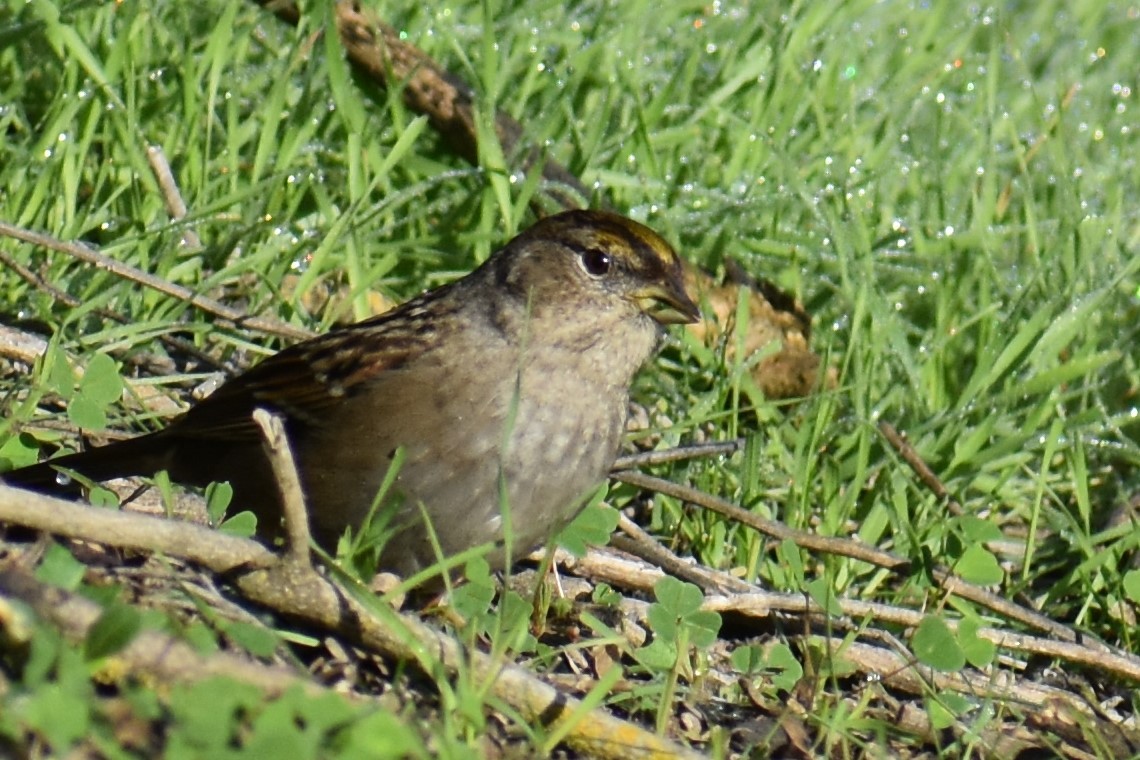 Golden-crowned Sparrow - ML135955041