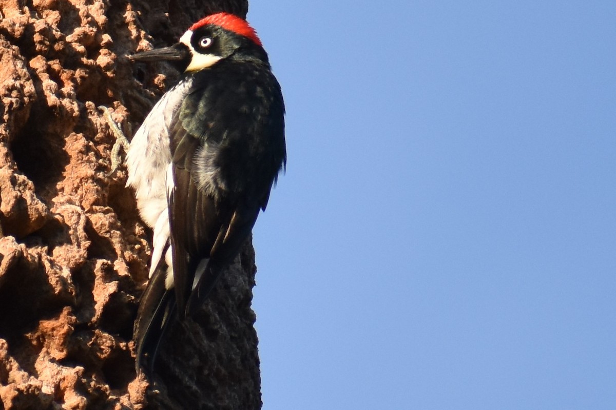 Acorn Woodpecker - ML135955371