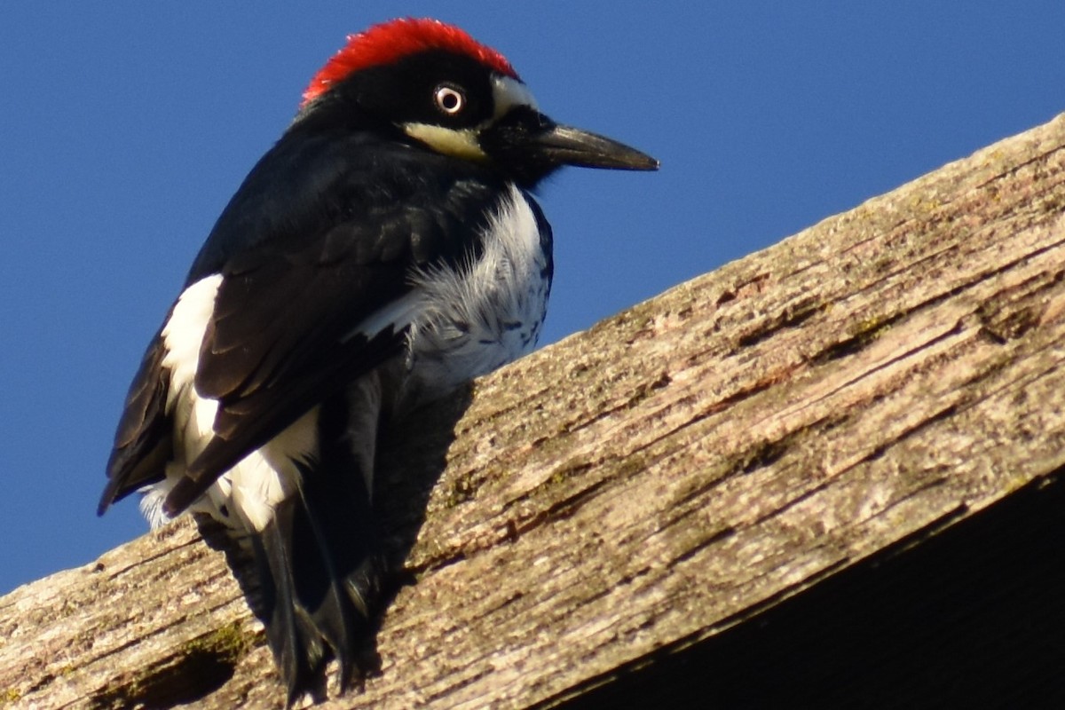 Acorn Woodpecker - ML135955381