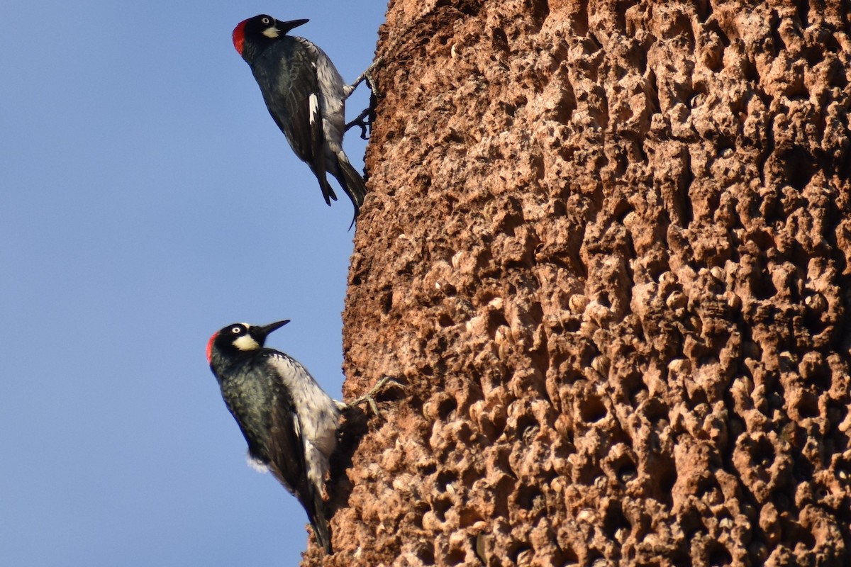 Acorn Woodpecker - ML135955421