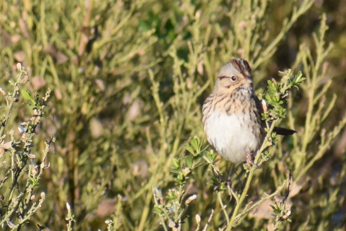 Lincoln's Sparrow - ML135955651