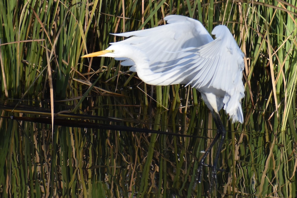 Grande Aigrette - ML135955791