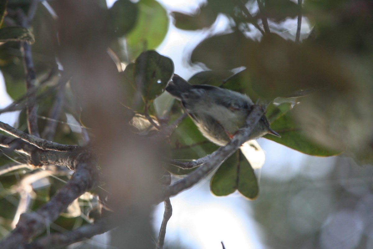 Cryptic Warbler - Pam Rasmussen