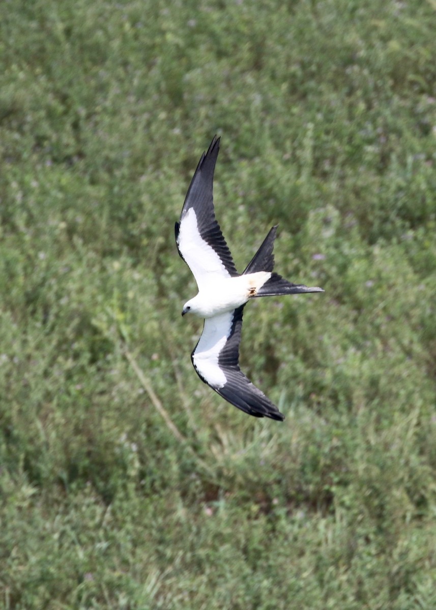 Swallow-tailed Kite - ML135959351