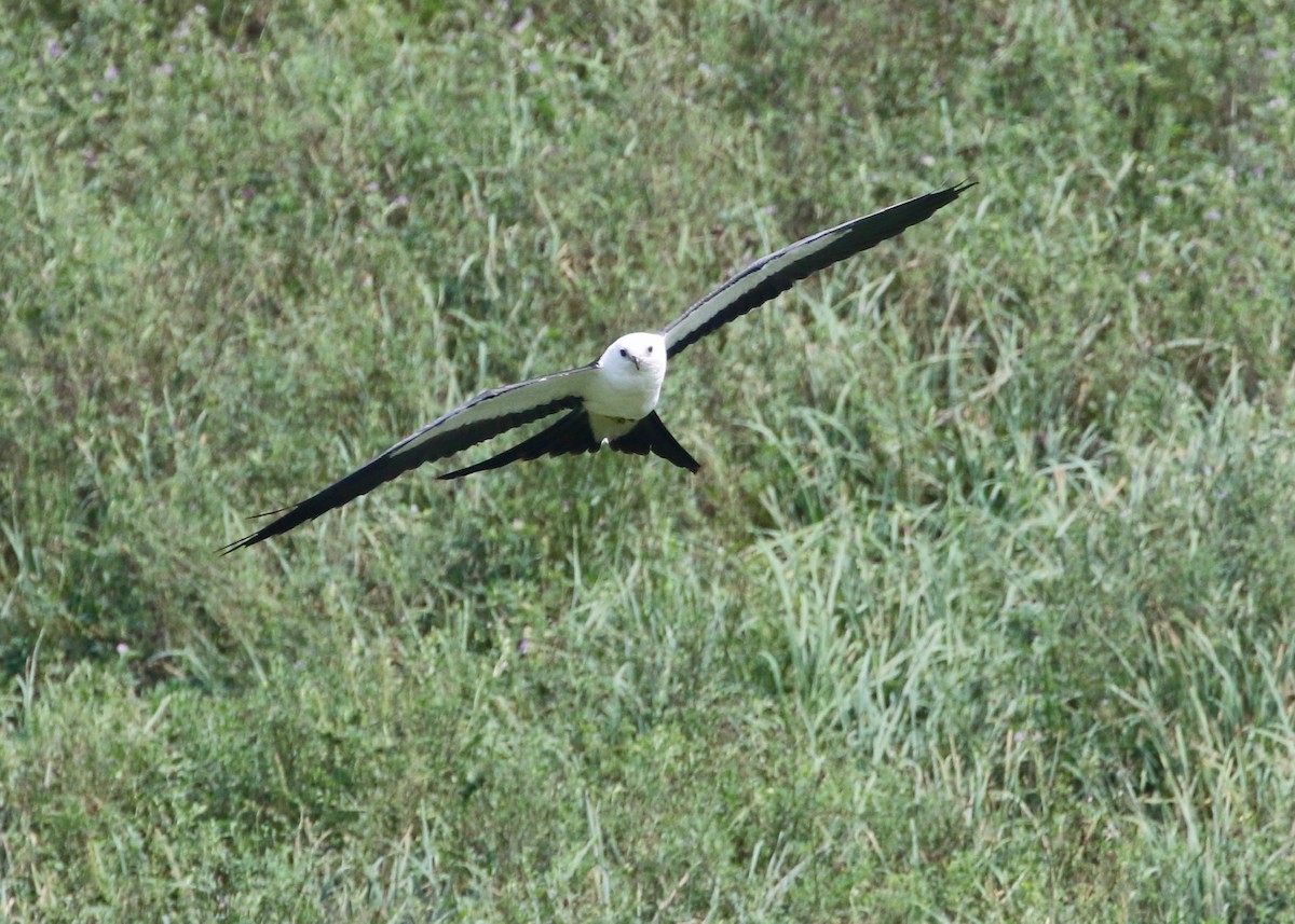 Swallow-tailed Kite - ML135959401