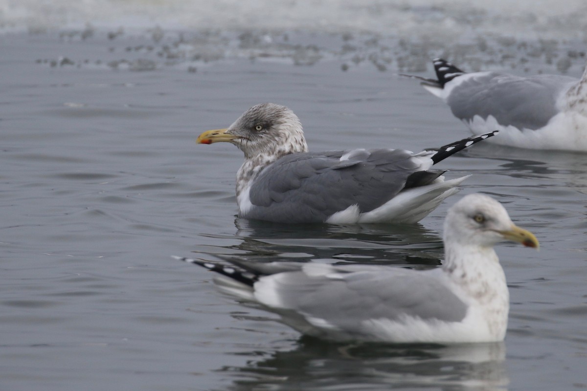 Herring x Lesser Black-backed Gull (hybrid) - Alvan Buckley