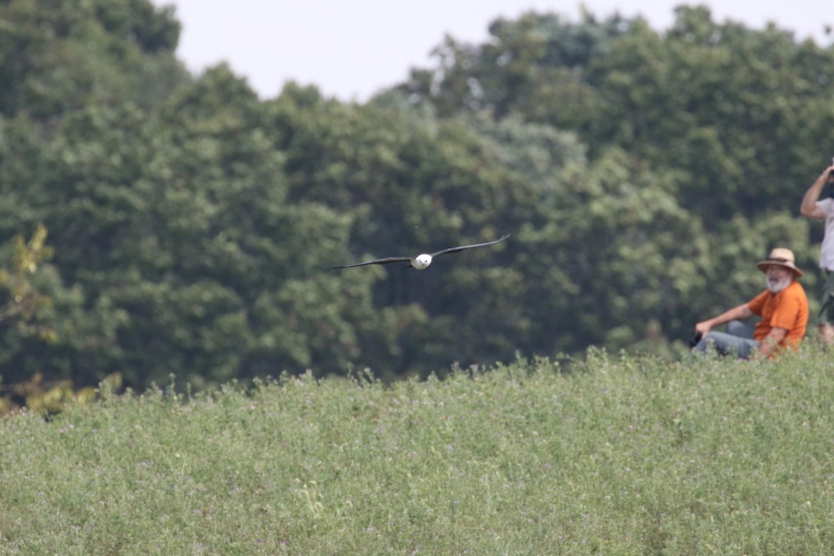 Swallow-tailed Kite - ML135959771