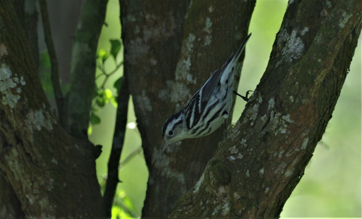 Black-and-white Warbler - ML135960281