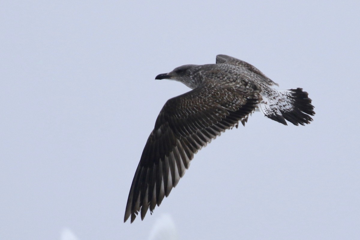 Yellow-legged/Lesser Black-backed Gull - ML135960961