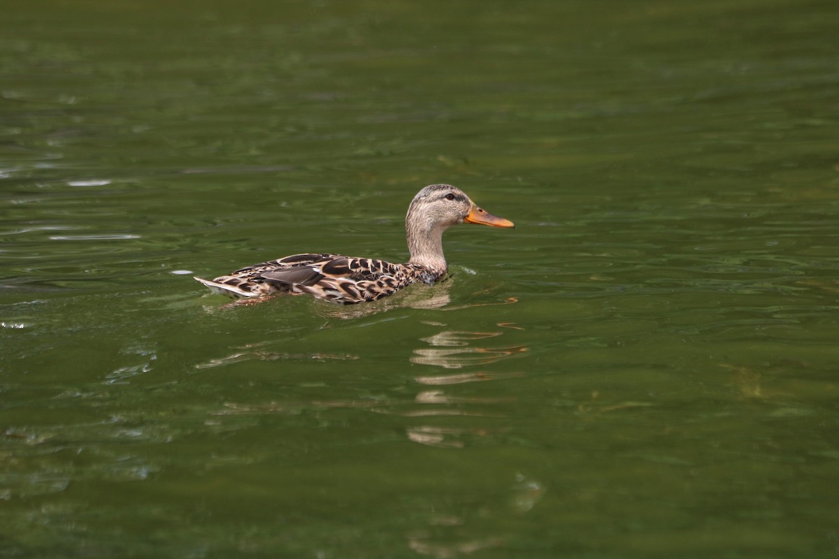 Mallard - ML135961421