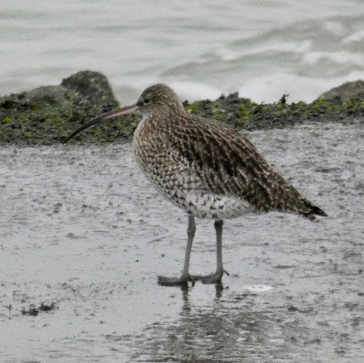 Eurasian Curlew - Gary Byerly